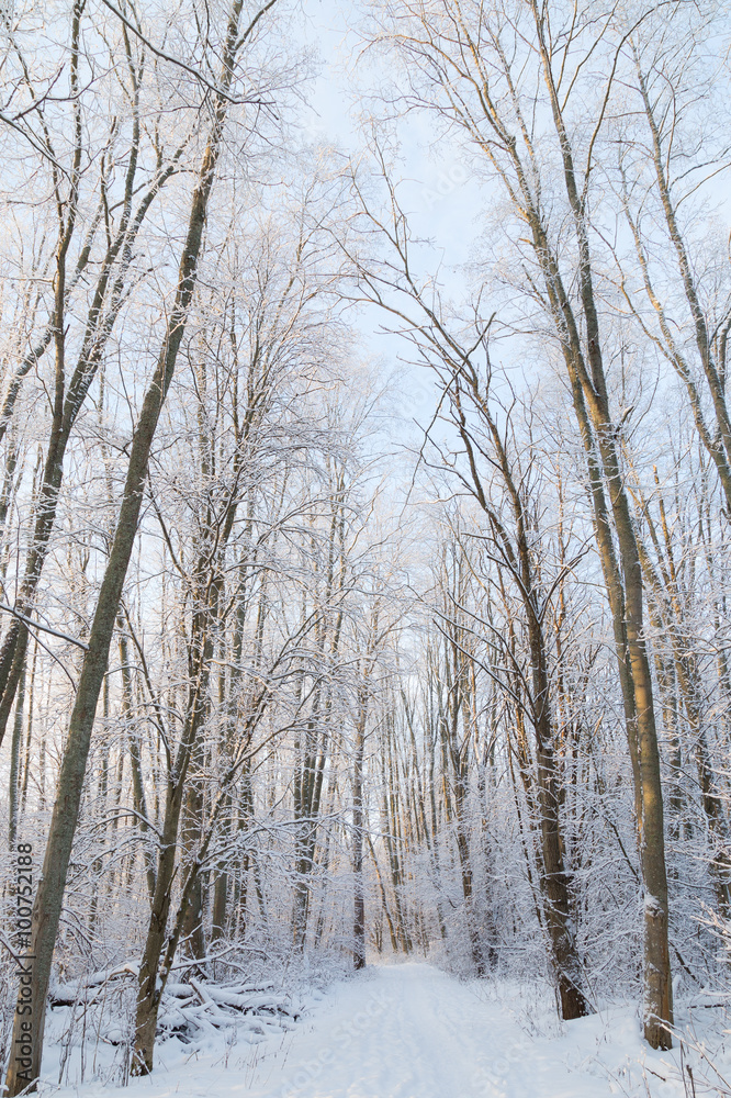 Snowy trees and footpath in a snowy forest at a sunny in Finland in the winter. Snowy trees and footpath in a snowy forest at a sunny in Finland in the winter.