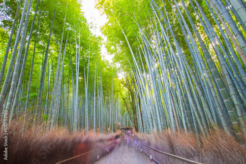 bamboo forest, Kyoto, Japan