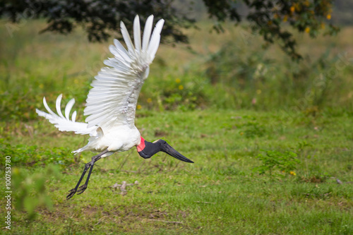 Jabiru (Jabiru Mycteria) flying - Mato Grosso do Sul - Brazil photo