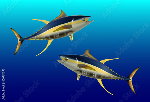 Yellow fin tuna, realistic sea fish illustration on blue background