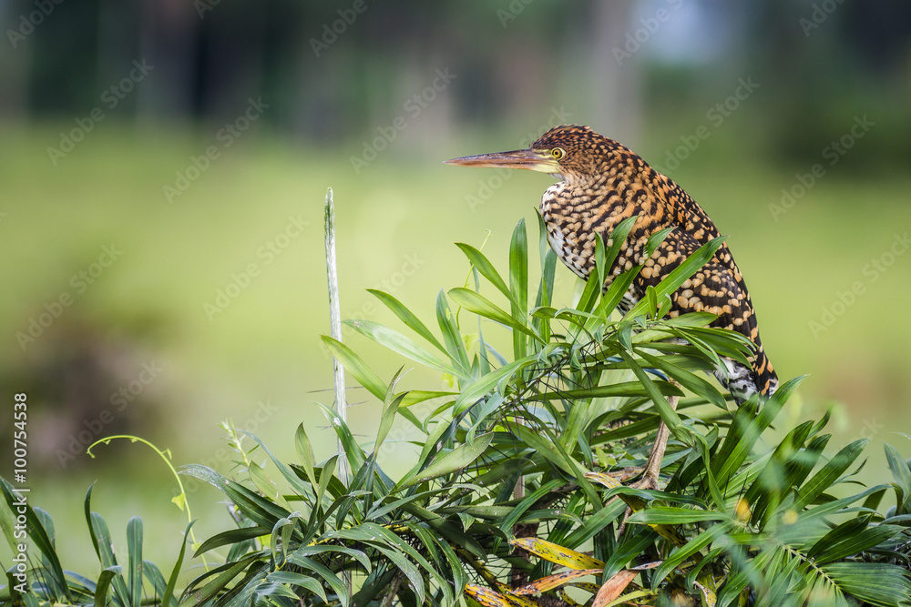 Rufescent Tiger-Heron (Tigrisoma lineatum) Rufescent Tiger-Heron (Tigrisoma lineatum)