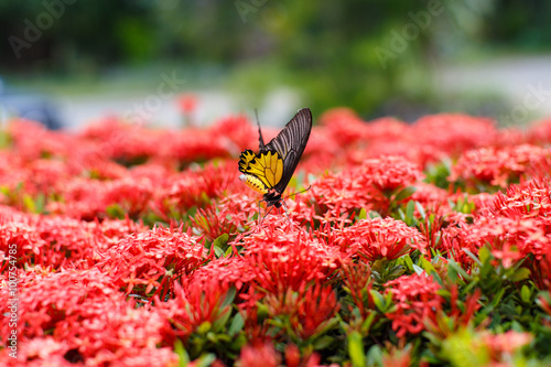 Ixora