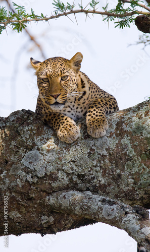 Fototapeta Naklejka Na Ścianę i Meble -  Leopard is lying on a tree. National Park. Kenya. Tanzania. Maasai Mara. Serengeti. An excellent illustration.