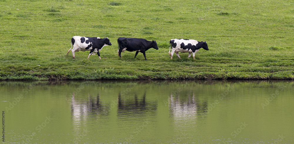 cows in line