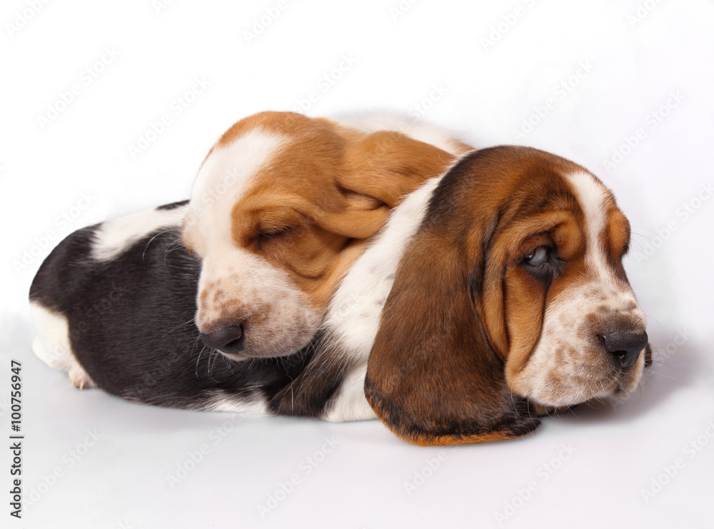 Two basset hound puppies sleeping together 