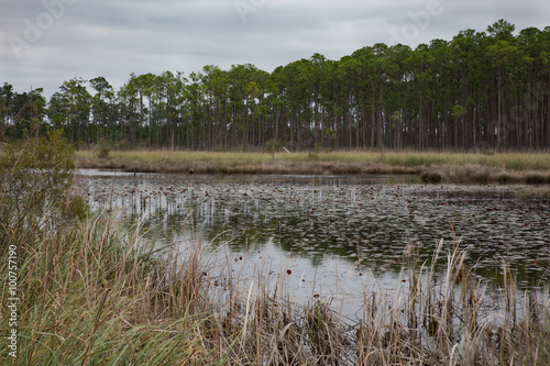 Landscape of Louisiana southern pine marsh layers - water, trees and grasses