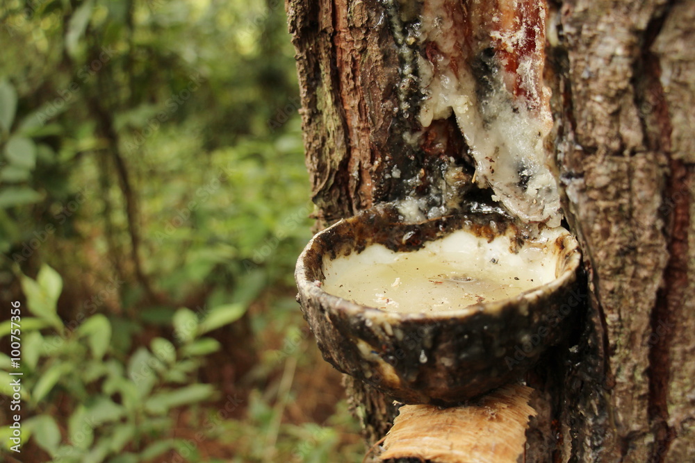 Fototapeta premium collection the wood resin in the forest