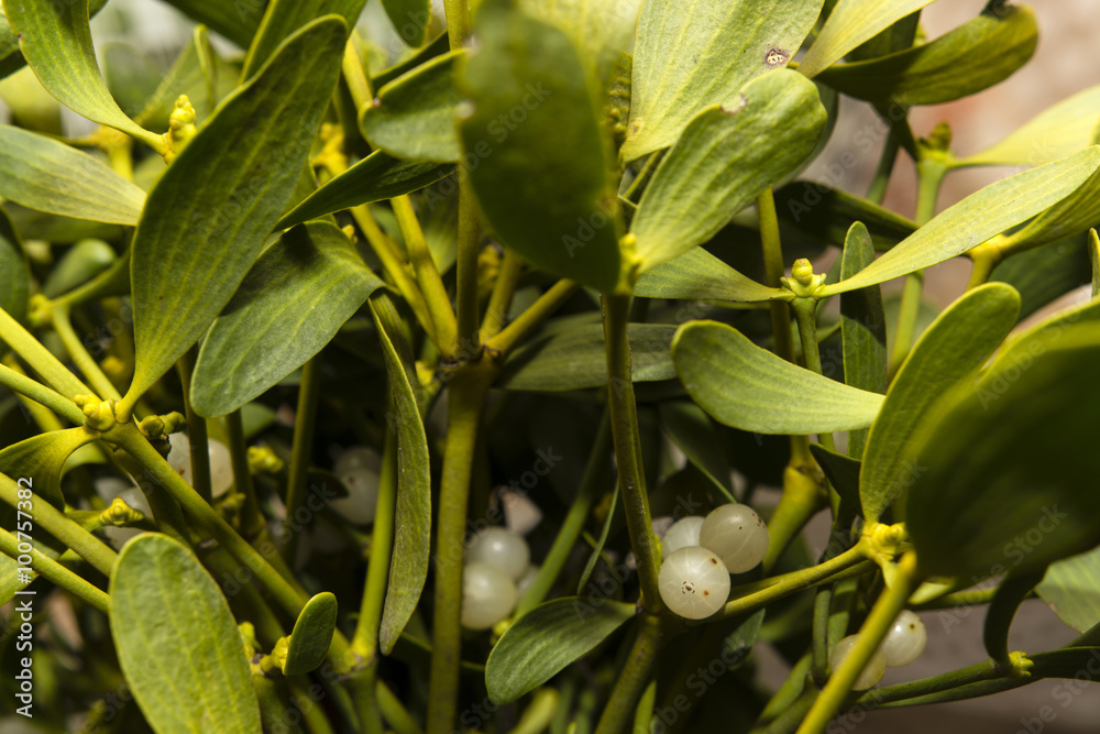 Obraz premium Green mistletoe with berries