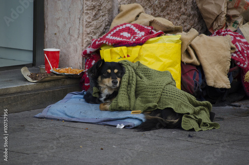 homeless dog