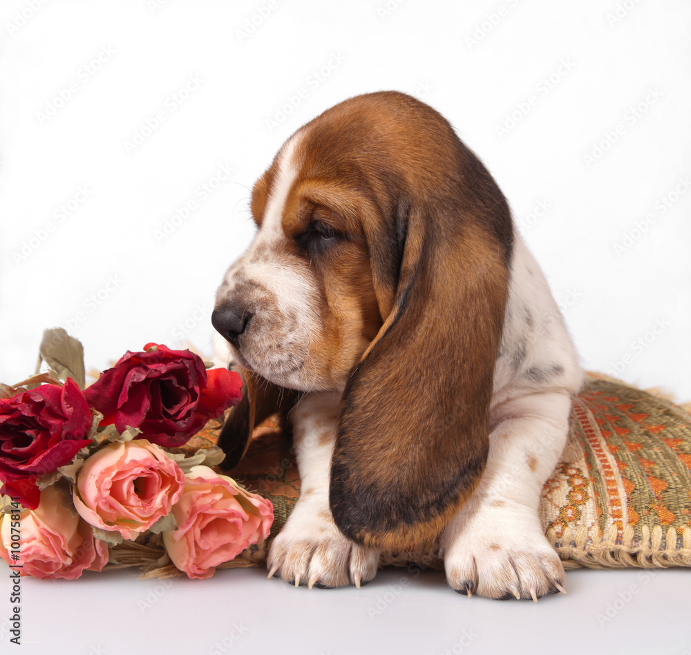 Basset hound puppy on a pillow Basset hound puppy on a pillow