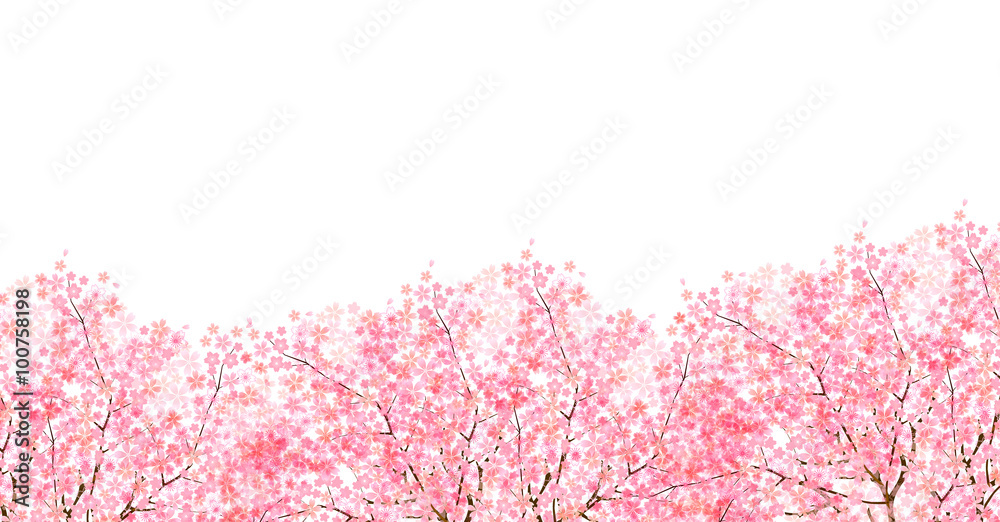 桜　春　花　背景