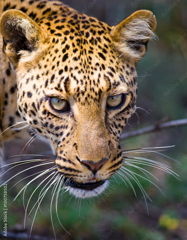 Fototapeta premium Portrait of Leopard. Close-up. National Park. Kenya. Tanzania. Maasai Mara. Serengeti. An excellent illustration.