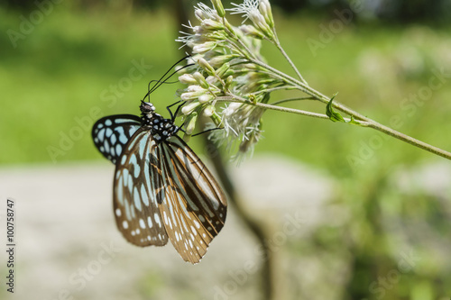 Beautiful butterfly - Chilasa agestor matsumurae photo