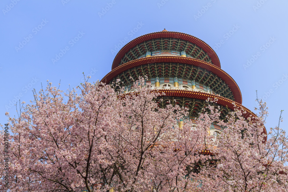 Beautiful pink cherry tree blossom in Taiwan