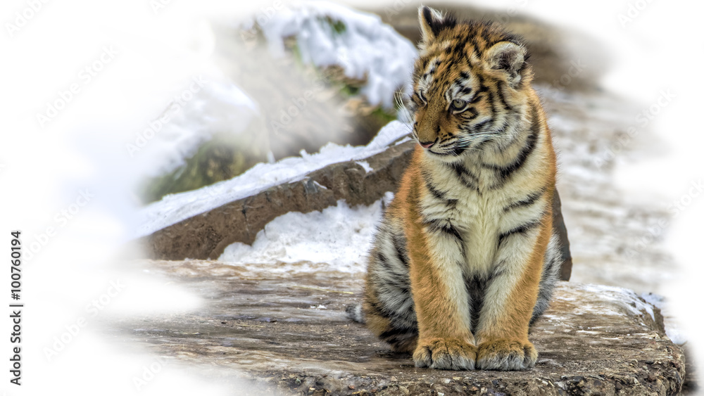 Fototapeta premium cute siberian tiger cub i(Panthera tigris altaica) sitting