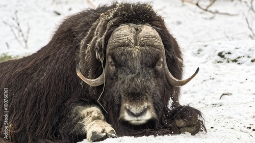 Muskox in snow