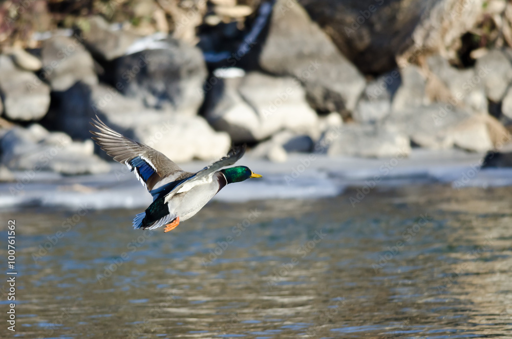 Mallard Duck Flying Over the Frozen Winter River Mallard Duck Flying Over the Frozen Winter River
