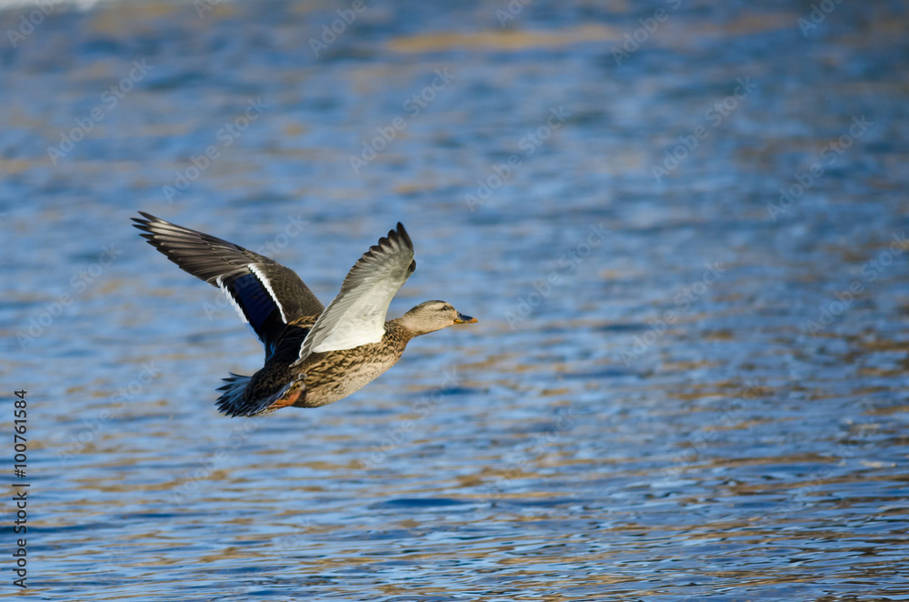 Mallard Duck Flying Low Over the Blue Water