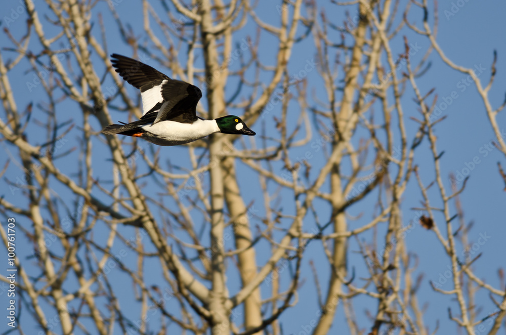 Male Common Goldeneye Flying Among the Trees