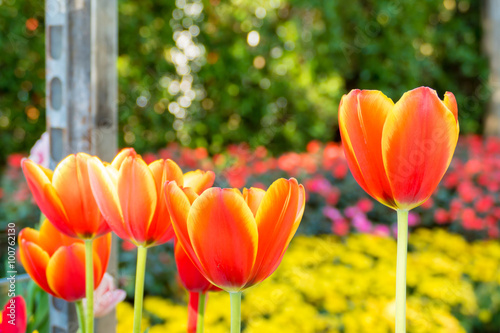 Tulip. Beautiful bouquet of tulips. colorful tulips.