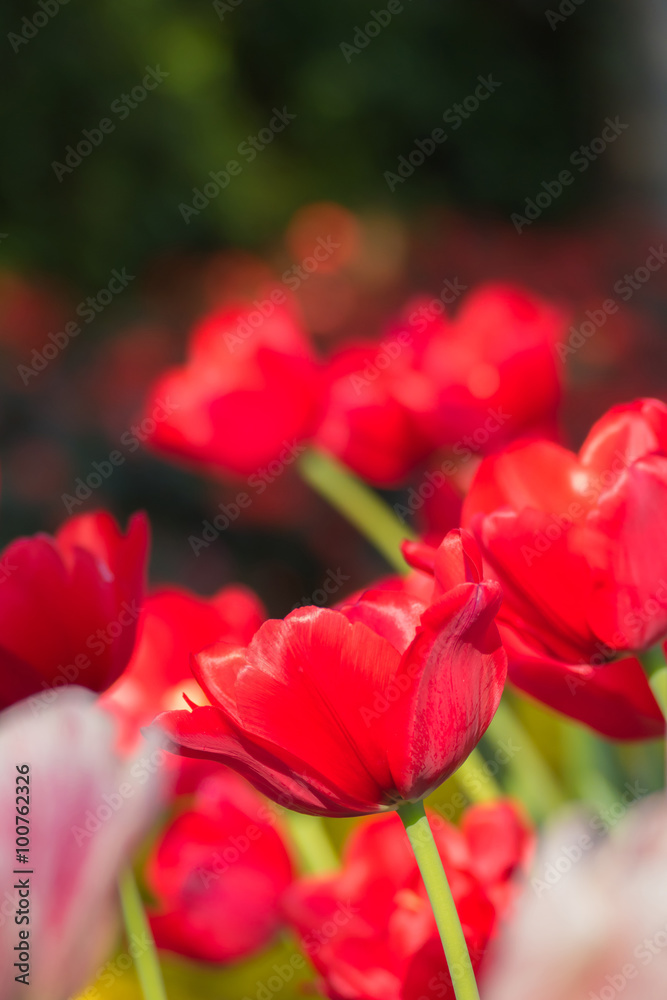 Tulip. Beautiful bouquet of tulips. colorful tulips. Tulip. Beautiful bouquet of tulips. colorful tulips.