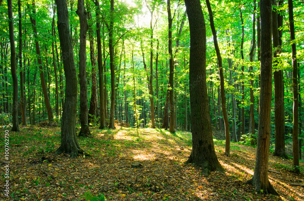 Obraz premium forest green