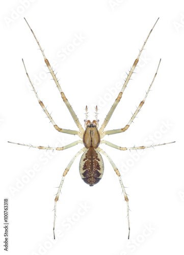 Spider Linyphia triangularis photo