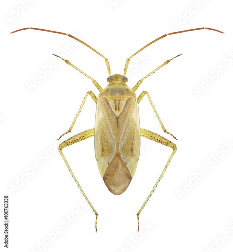 Bug Adelphocoris lineolatus © als