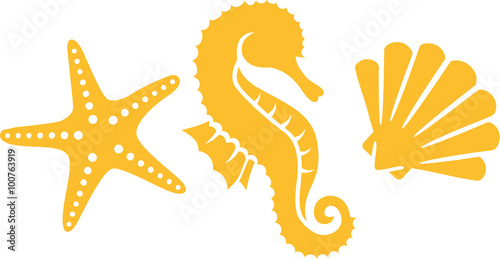 Seahorse with shell and clam