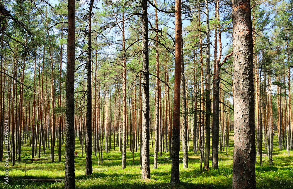 Obraz premium Kiefernwald im Hochmoor Viru Raba / Estland 