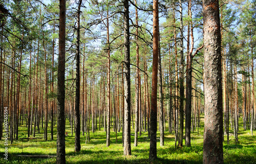 Kiefernwald im Hochmoor Viru Raba / Estland 