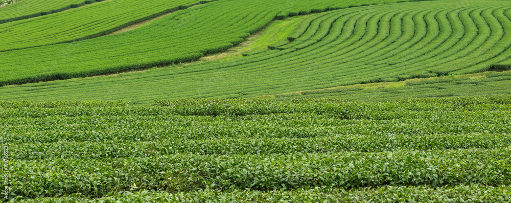 image of Tea field at Boon Rawd Farm is one of the largest tea p