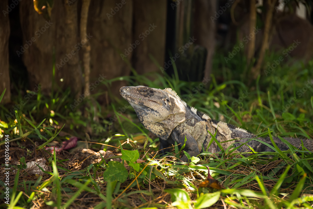 Obraz premium Iguana in green grass