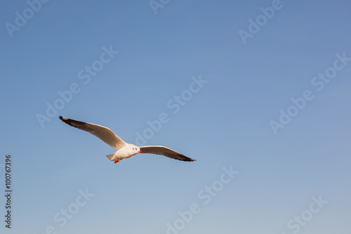Seagulls  minimalism