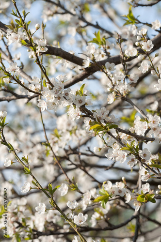 flowering spring trees © tbaeff