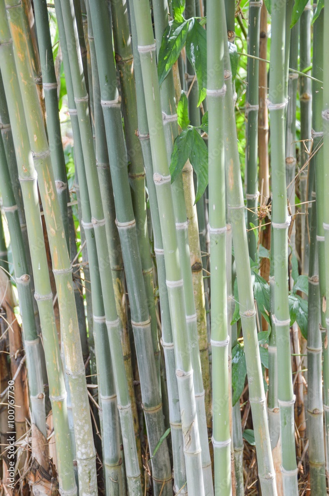Fototapeta premium green bamboo tree in nature garden