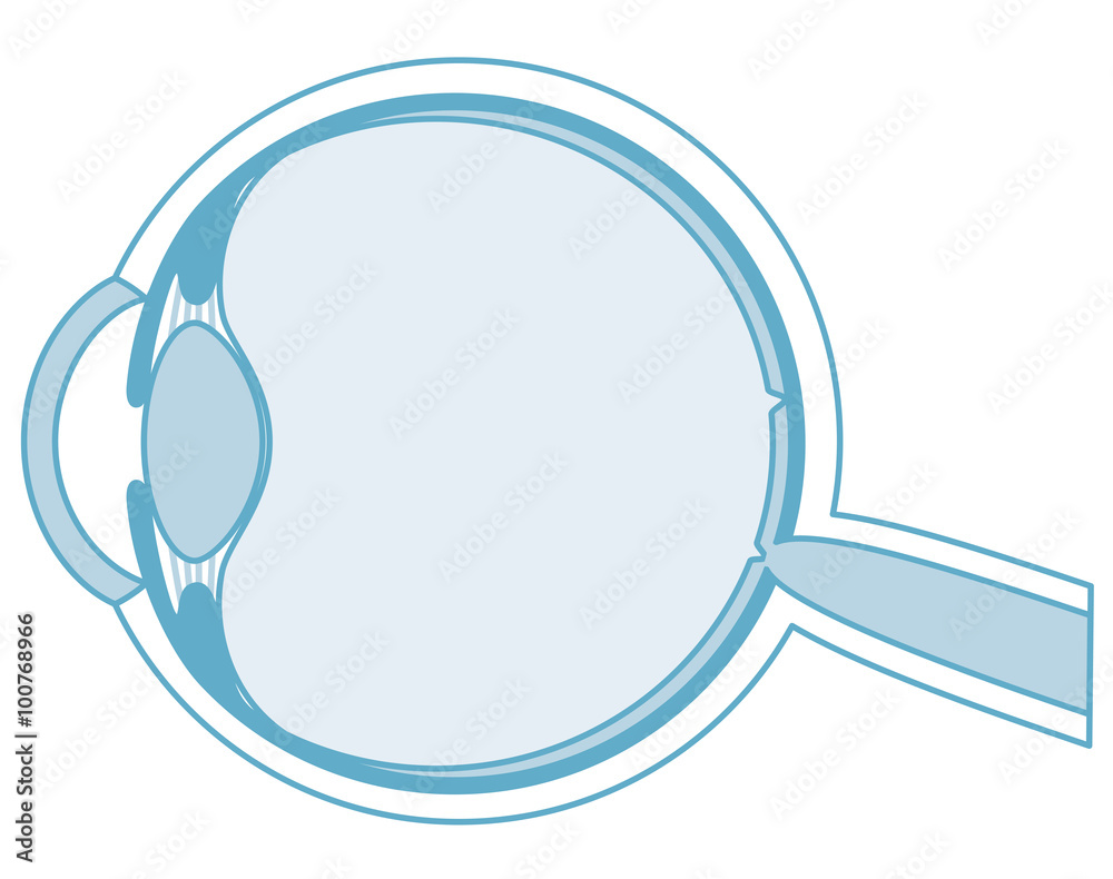 目の断面図 構造 Stock イラスト Adobe Stock