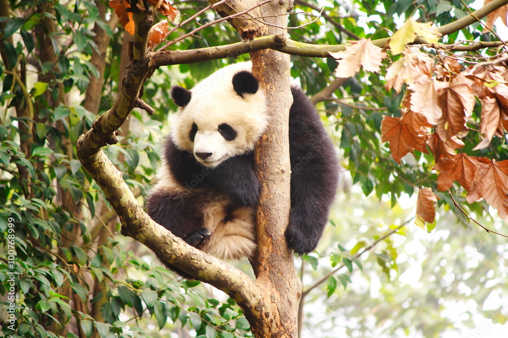 Obraz premium Giant panda bear