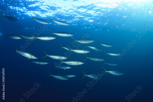 Sardines mackerel herring tuna fish underwater background ocean
