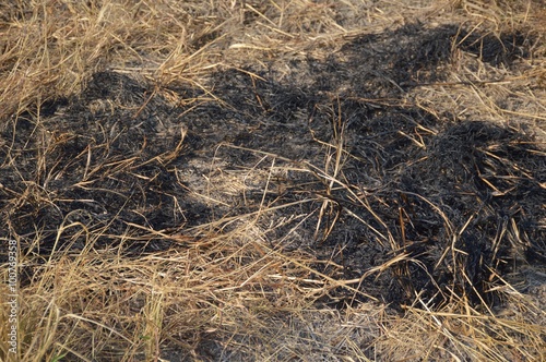 ash on dry grass in garden