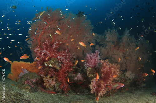 Fish coral reef sea ocean underwater © Richard Carey