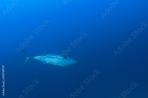 Tuna fish in sea