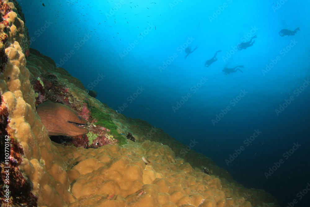 Fototapeta premium Giant Moray Eel underwater coral reef