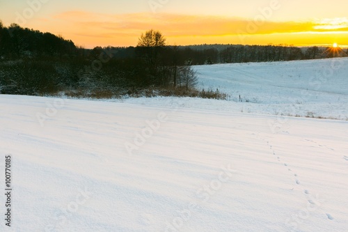 Beautiful winter fields and trees landscape