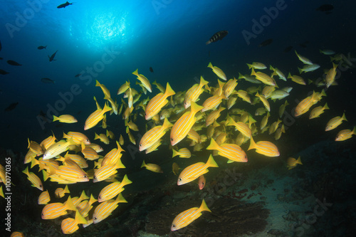 Tropical fish coral reef sea ocean underwater