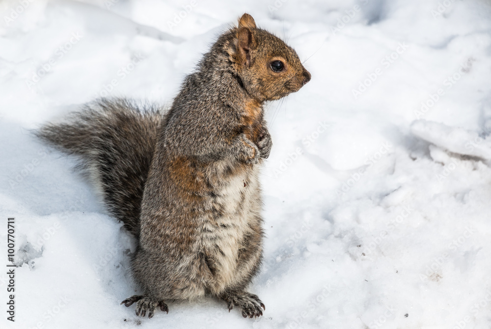 Squirrel in Snow. A tree squirrel in snow during winter in the northeast United States. Squirrel in Snow. A tree squirrel in snow during winter in the northeast United States.