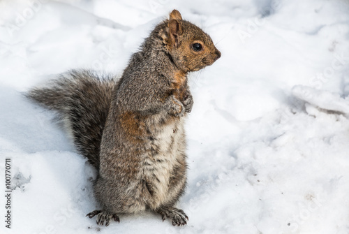Squirrel in Snow. A tree squirrel in snow during winter in the northeast United States.
