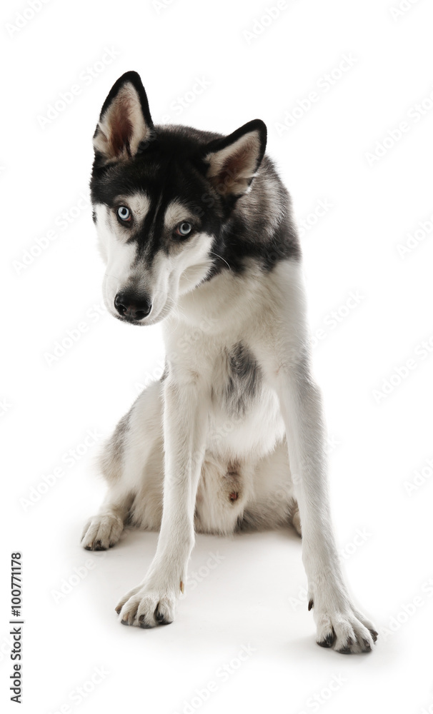 Siberian Husky sitting, isolated on white