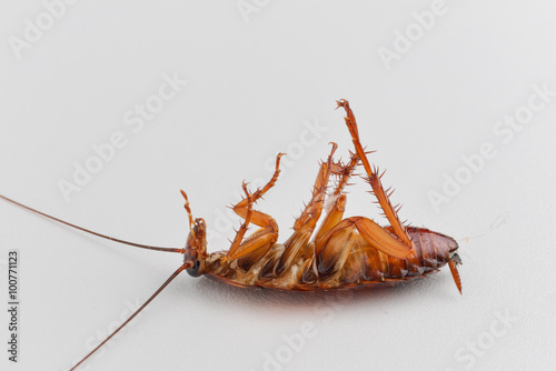 cockroach is dead on white table background