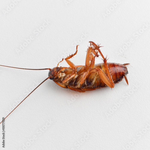 cockroach is dead on white table background